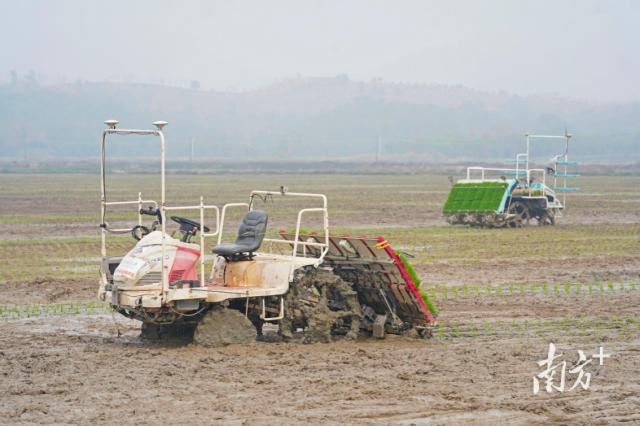 全省春耕现场会现场。南方日报记者 戴嘉信 摄